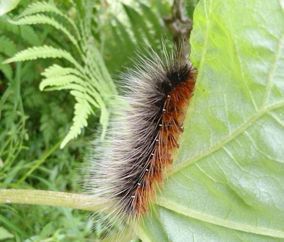 この毛虫はなんと言う毛虫で 成長するとどんな蝶になるのでしょうか Yahoo 知恵袋