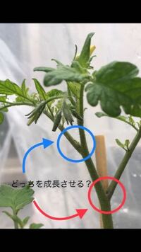 ミニトマトの腋芽がわかりません ミニトマトを種から育てていて今 10cmほどに Yahoo 知恵袋