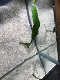 ベタの水槽の水面にたくさん泡が浮いているんですが これはなんですか Yahoo 知恵袋