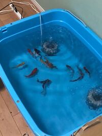 錦鯉を飼ってみたいと思うのですが 鯉1匹につきどれくらいの水量 Yahoo 知恵袋