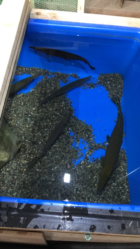 アリゲーターガーの成長ですが 幼魚 10cm程度 から飼育して Yahoo 知恵袋