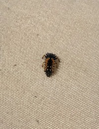 枝豆についていた虫 枝豆に気持ち悪い毛虫みたいなのがついていました 最初 Yahoo 知恵袋