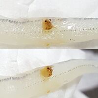 しらすに細い寄生虫らしきものが大量に居ました 食べても平気なのでしょう Yahoo 知恵袋