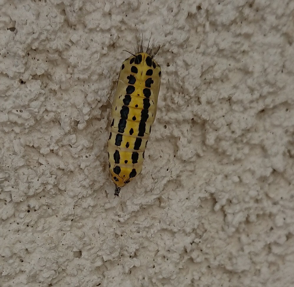 毛虫を駆除するか悩んでいます 黄色と黒の毛虫です これは毒あり Yahoo 知恵袋