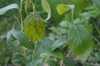 地植えのブルーベリーは移植しても大丈夫でしょうか 庭に植えてある8年物 Yahoo 知恵袋