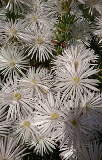 ﾋﾟﾝｸのﾏﾂﾊﾞｷﾞｸに似てますが この花の名前を教えて下さい Yahoo 知恵袋