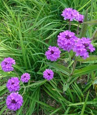 よく道端などに咲いているこの花は雑草ですか クマツヅラ科 Yahoo 知恵袋