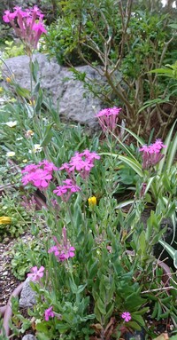 道端で見かけるこのピンクのお花の雑草の名前を教えてください オシロイ Yahoo 知恵袋