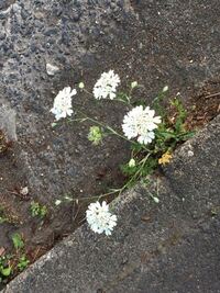 下の花の名前を教えてください ついでに花言葉も教えて欲し Yahoo 知恵袋