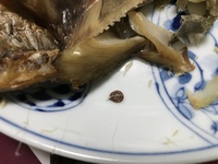 先日 ほっけの干物を焼いて食べていた所 寄生虫がいました Yahoo 知恵袋