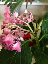 花屋で買ってきた鉢植えの白い紫陽花明日 母の日に渡そうと思うのですが 水 Yahoo 知恵袋