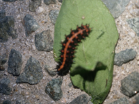 家庭菜園の菜花の裏に何か付いていたのですがなんの虫ですか こん Yahoo 知恵袋