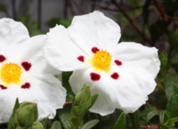 この花の名前が知りたいです 花びらは白く紫というか赤というか点 Yahoo 知恵袋