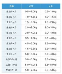 ラグドールの今日で丁度2ヶ月の男の子をお迎えしました その子の体重 Yahoo 知恵袋