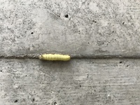昨日息子が緑色の幼虫を拾って帰ってきました 何の幼虫かわかりません 毛虫や派 Yahoo 知恵袋