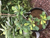 ５年前にバンクシア属の木を 背丈ｃｍほど を庭に植えて開花を楽しみ Yahoo 知恵袋