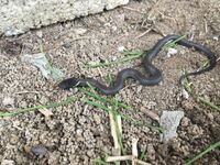蛇の名前について 最近 この蛇が庭に住み着きました いい子にしてい Yahoo 知恵袋