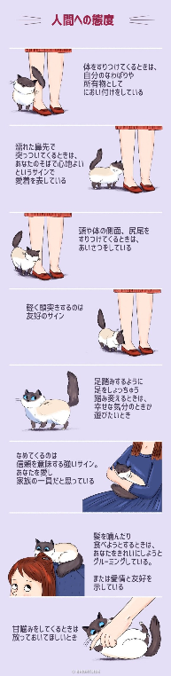 猫ちゃんの仕草に癒されますか ﾉ 可愛いアメショーのブラウ Yahoo 知恵袋