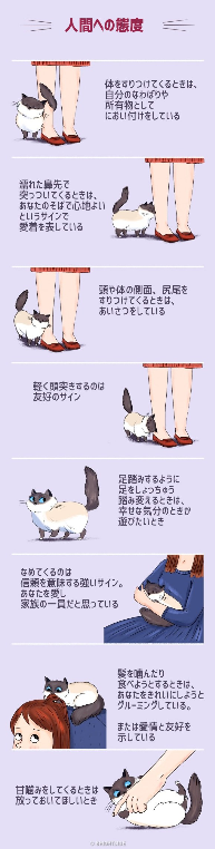 犬が仰向けになってお腹を見せ 更に股を広げる仕草ってどんな感情を意味しているの Yahoo 知恵袋