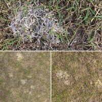 芝生 Tm9 が部分的に白く変色してきたのですが 原因を教えてほしいです Yahoo 知恵袋