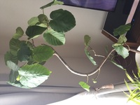 植え替え後のウンベラータの葉っぱが垂れて元気が無くなってしまいまし Yahoo 知恵袋