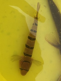 このお魚の名前を教えてください しましま模様です キヌバ Yahoo 知恵袋