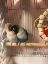 白ボタンインコを飼っています 白ボタンインコは他のボタンインコに Yahoo 知恵袋