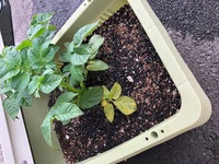 プランターに植えたじゃがいもについて 芽かきをして土寄せをひと Yahoo 知恵袋