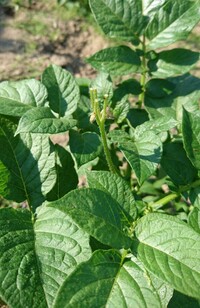 じゃがいもの花が今朝突然無くなってました 30個ほど植えてて 無くなった Yahoo 知恵袋