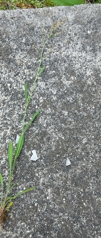 この草の名前はなんでしょうか アスチルベのような穂が着いています 庭の雑 Yahoo 知恵袋