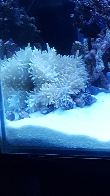 シライトイソギンチャクがすごく元気いいのに全く定着しようとせずひっく Yahoo 知恵袋