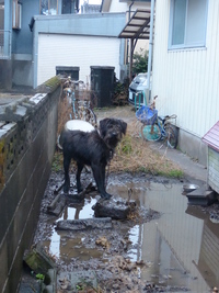 近所にかわいそうなワンちゃんがいます 鎖が短くて小屋に入れず 雨の日には Yahoo 知恵袋