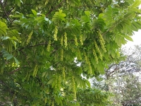 ６月の初旬に栗の木の様な樹木ですが その樹木一杯に栗の花に似た花が咲いて Yahoo 知恵袋