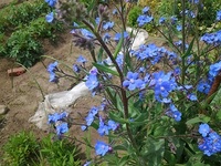 青い花の名前をおしえて下さい 花壇で背丈30cmくらいで Yahoo 知恵袋