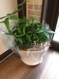 外玄関ポーチに置く観葉植物は 西向きの玄関で西日が当たりま Yahoo 知恵袋