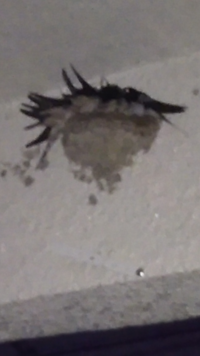 つばめの巣台の付け方についてつばめの巣作りに協力したいなと思っているの Yahoo 知恵袋