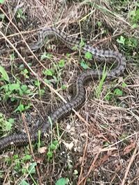 来年の干支は巳 使われている動物は蛇ですねというわけで架空の蛇を教えてくだ Yahoo 知恵袋