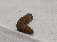 この芋虫はなにか教えてください家庭菜園のプランターの側に落ちてました害虫 Yahoo 知恵袋