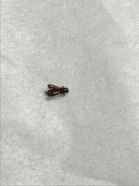 家にゴキブリの赤ちゃんのような虫が出ました。 この虫はゴキブリの赤ちゃんなのでしょうか？
もし違う場合はなんの虫でしょうか？