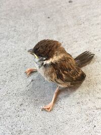 スズメの巣立ちヒナは夜 親鳥と一緒に寝ますか 今日の早朝 巣立ち雛が一 Yahoo 知恵袋