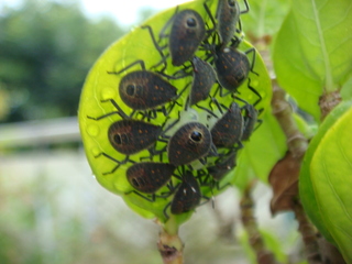 クチナシの葉の裏です 卵がかえりました 何の虫ですか 種類まではわ Yahoo 知恵袋