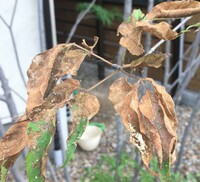 アオダモの葉が枯れ落ち丸裸状態になって来ました 殺菌殺虫剤 Yahoo 知恵袋