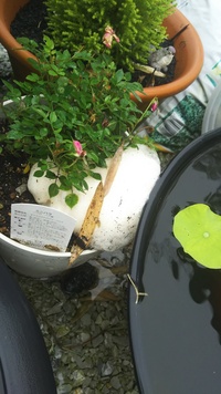 Plantに 鉢植え の意味はありますか Roseplantで バラの鉢植え Yahoo 知恵袋
