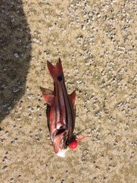 五島列島にグレ釣りに行きたいのですがベストシーズンはいつですか 五島 Yahoo 知恵袋