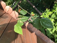 キイチゴなのかクワの実なのか それとも全く別の植物なのか オレ Yahoo 知恵袋