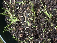 ヤネホソバの幼虫に刺されたことがある人 いますか 最近 家の中 Yahoo 知恵袋