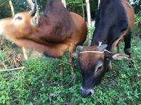 ベトナムで良く見かけるこの牛はどういう種類の牛でしょうか Yahoo 知恵袋