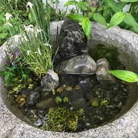 緑藻にオキシドールは効きますか 有効です 水槽に入れるだ Yahoo 知恵袋