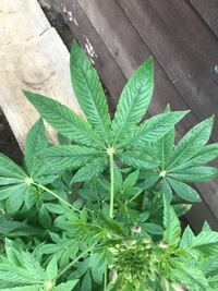 写真有 これって大麻草ですか 雑草と一緒にぽつりと生えていました Yahoo 知恵袋