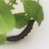 画像をご覧ください 子どもが持ってきた 蝶々の幼虫らしき芋虫 黒にオレン Yahoo 知恵袋